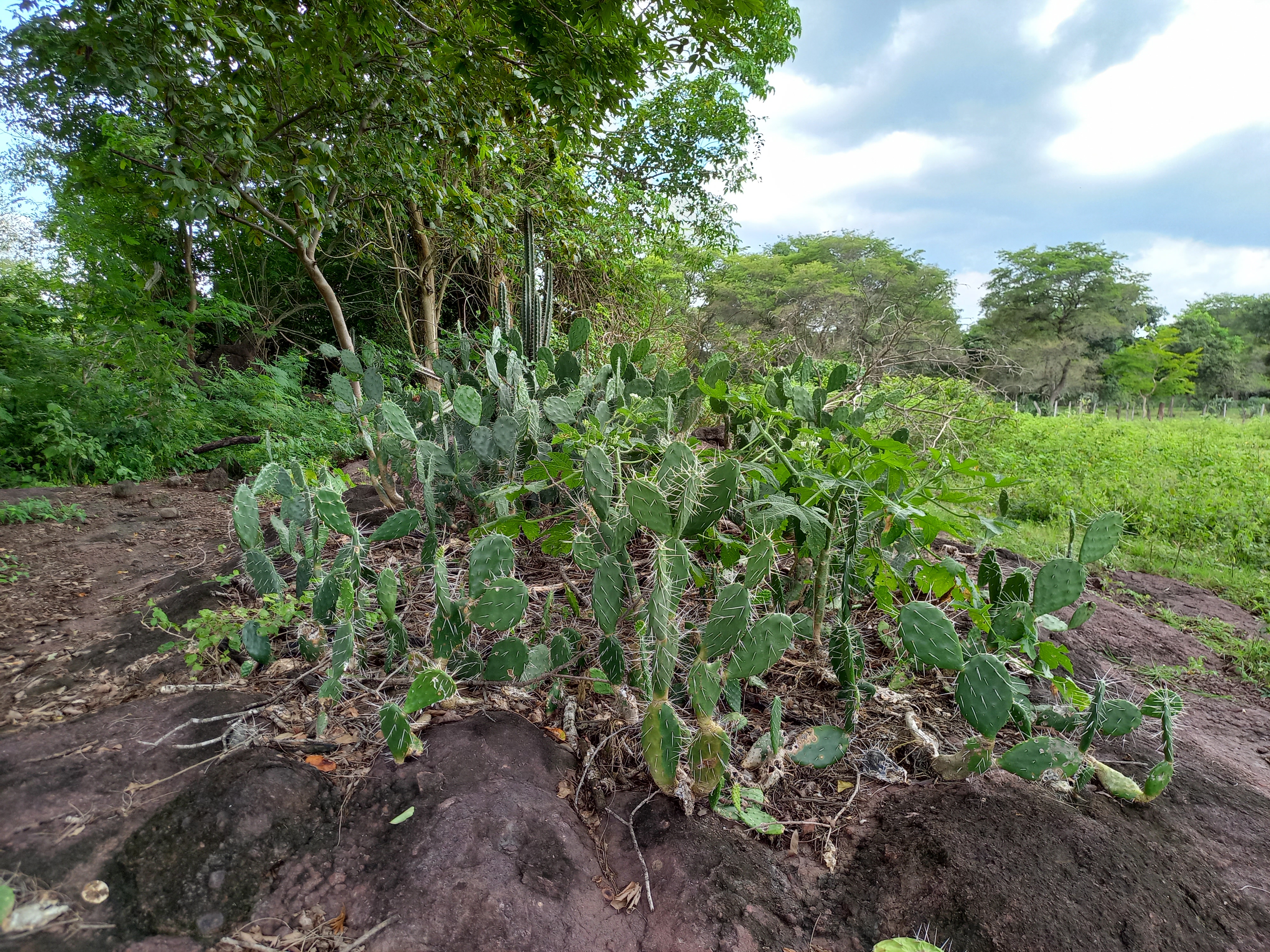 Formacion de cactus sobre un lecho rocoso