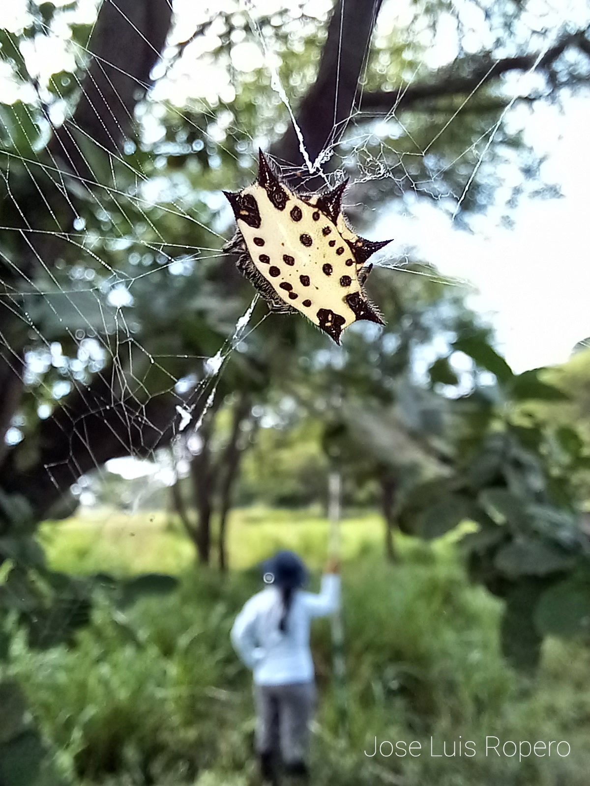 Primer plano de una araña espinosa