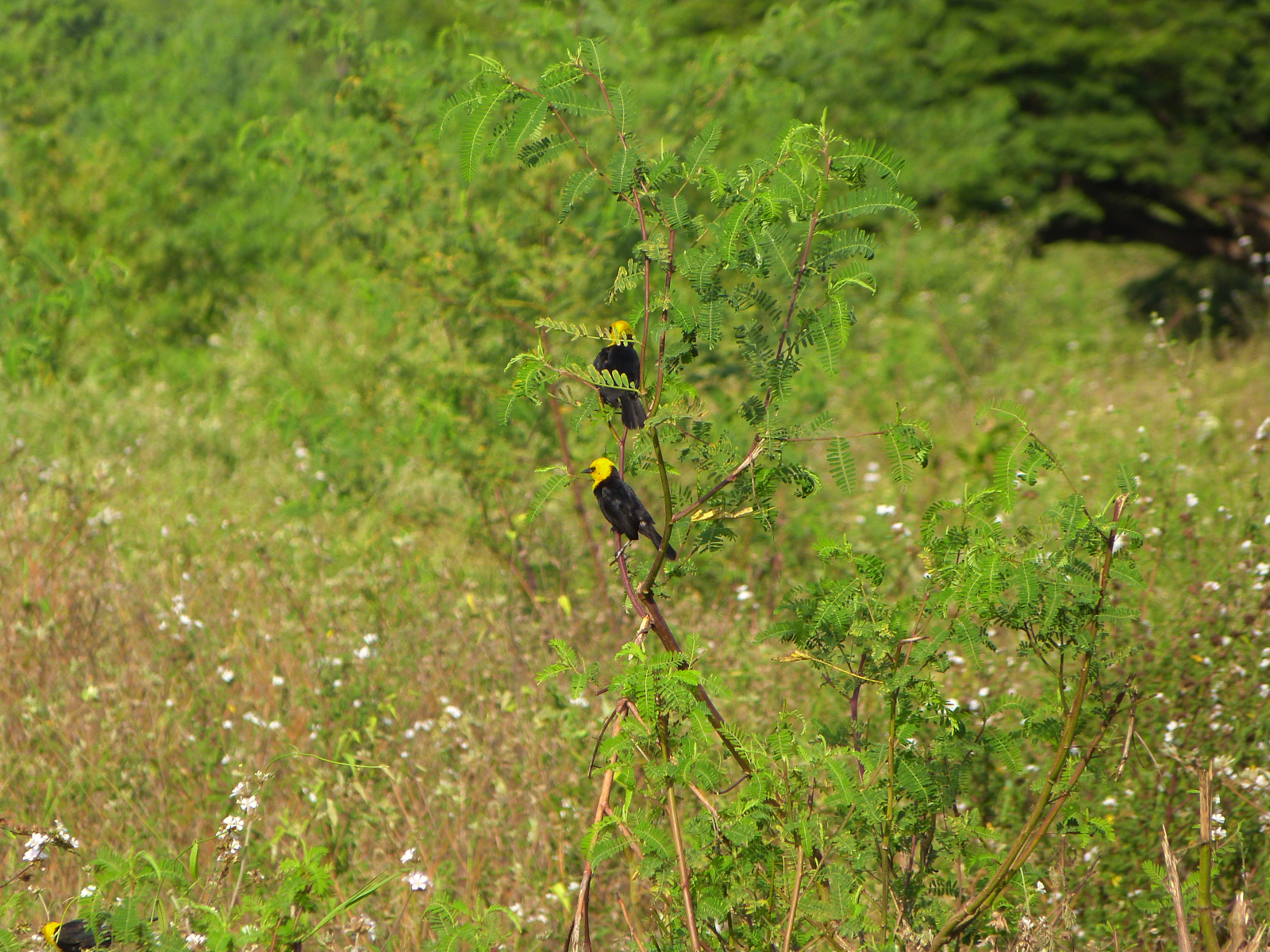 Dos turpiales de agua sobre matorrales