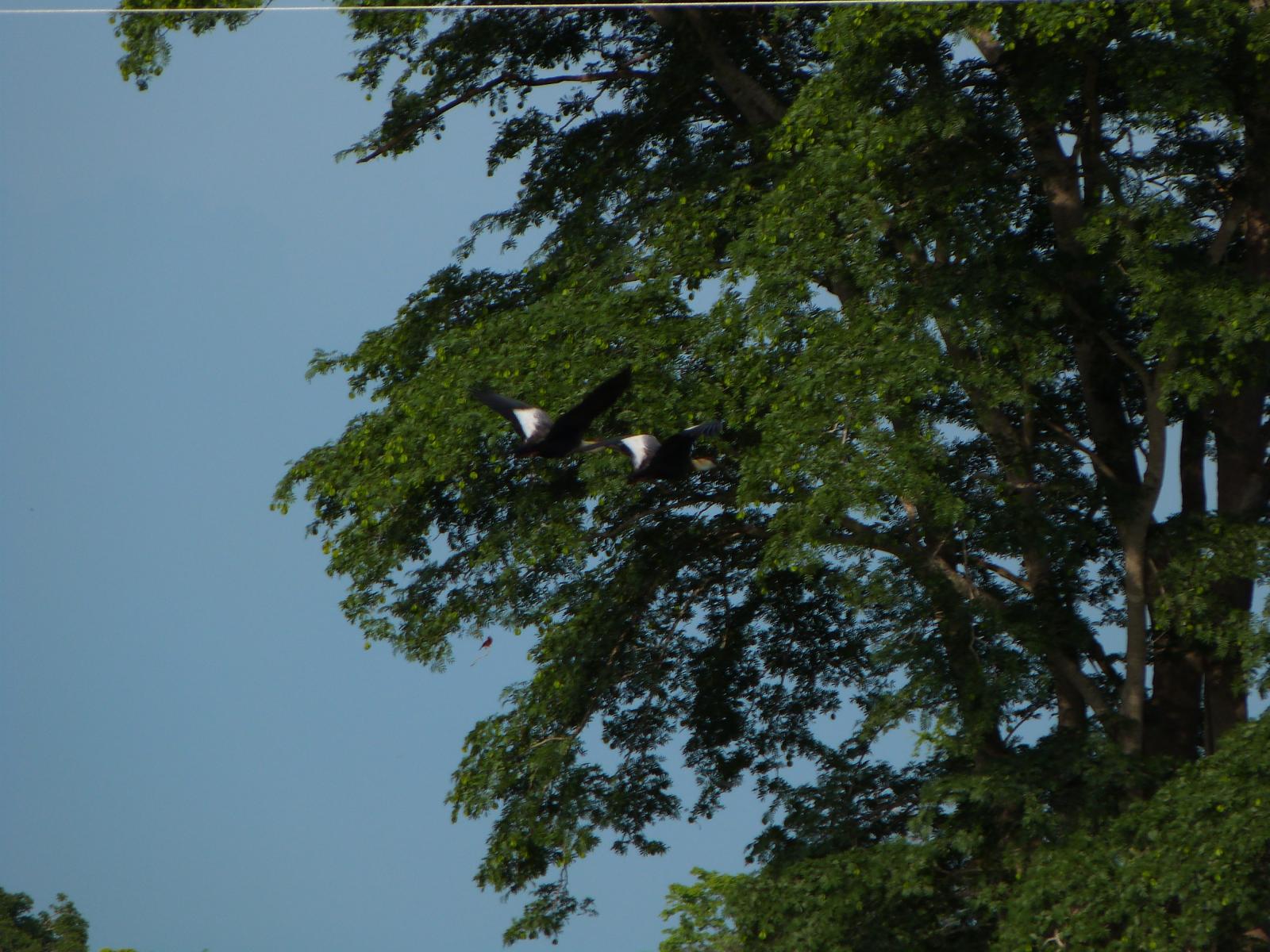 Dos patos volando con arboles y cielo azul