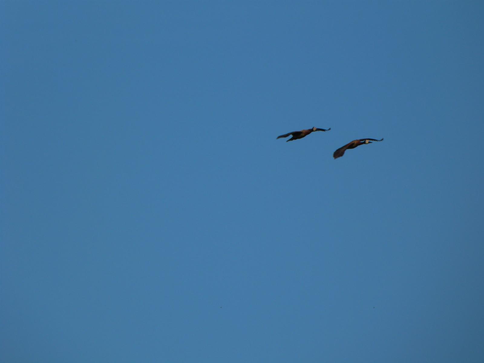 Dos patos volando con cielo azul