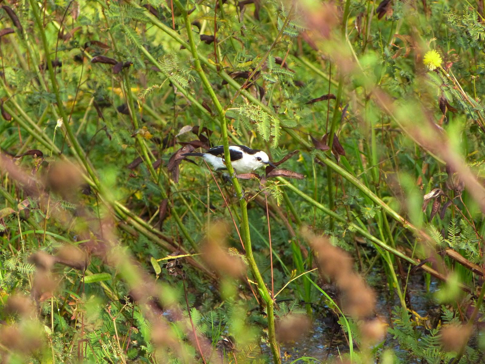 Pajaro viudita blanco y negro entre la vegetacion