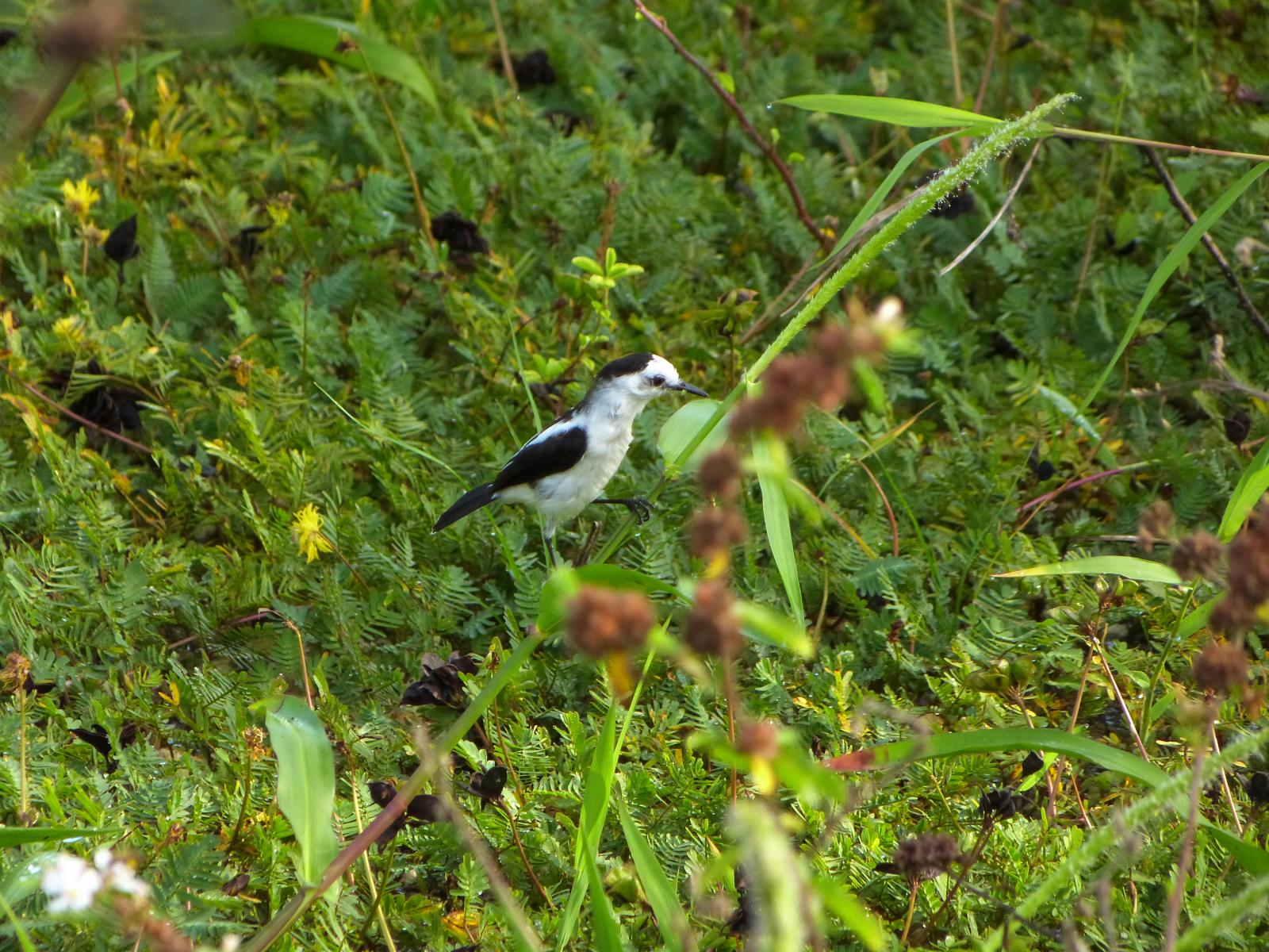 Pajaro blanco y negro sobre matorrales