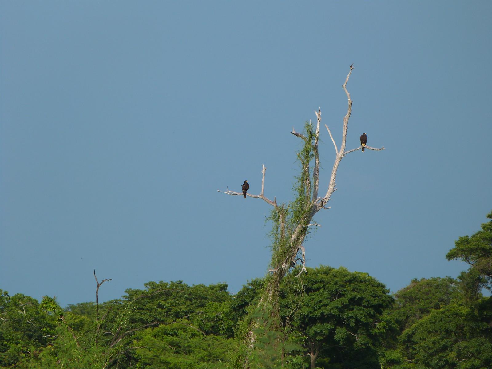Arbol seco con dos halcones y cielo azul