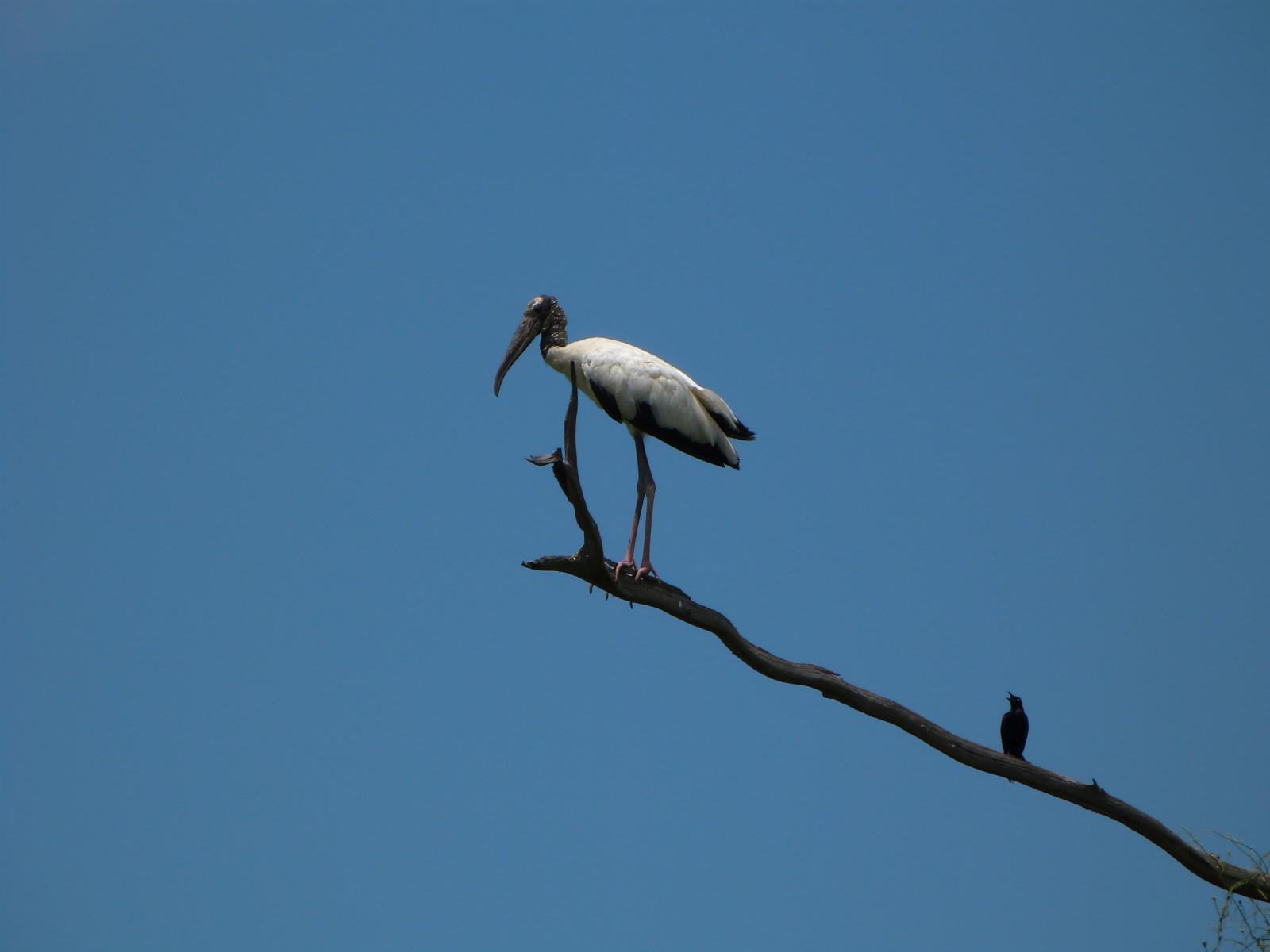 Cigüeña parada sobre la rama de un árbol