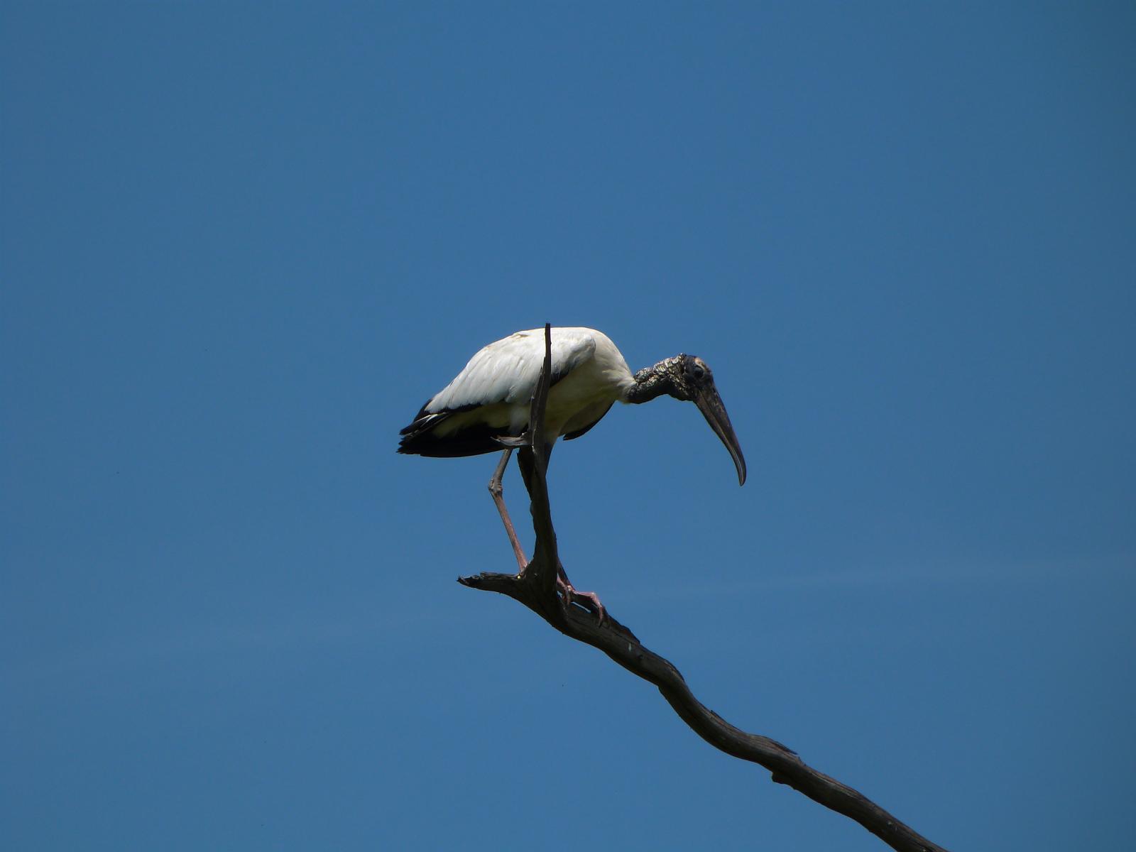 Cigüeña parada sobre una rama