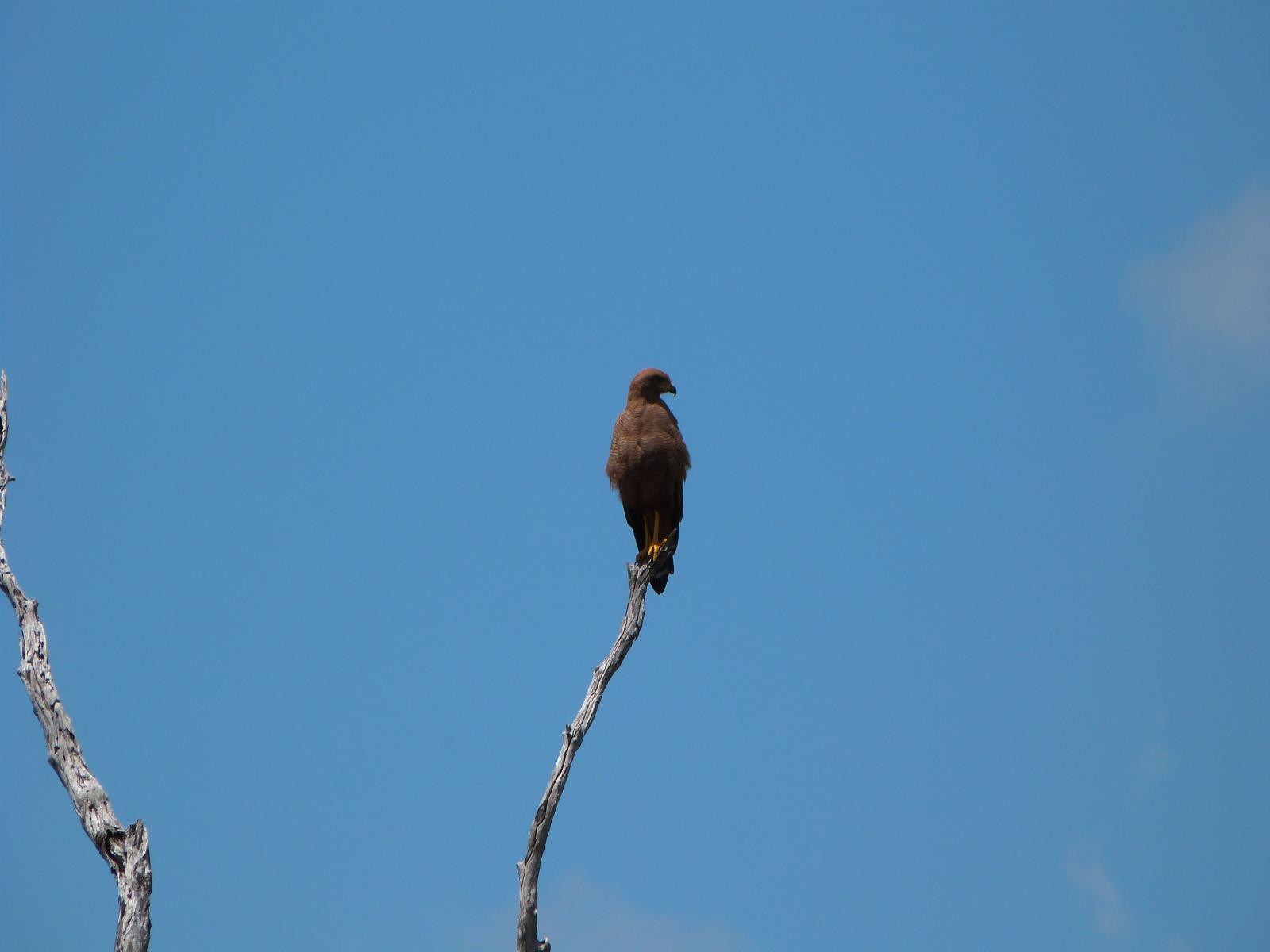Gavilan parado sobre una rama