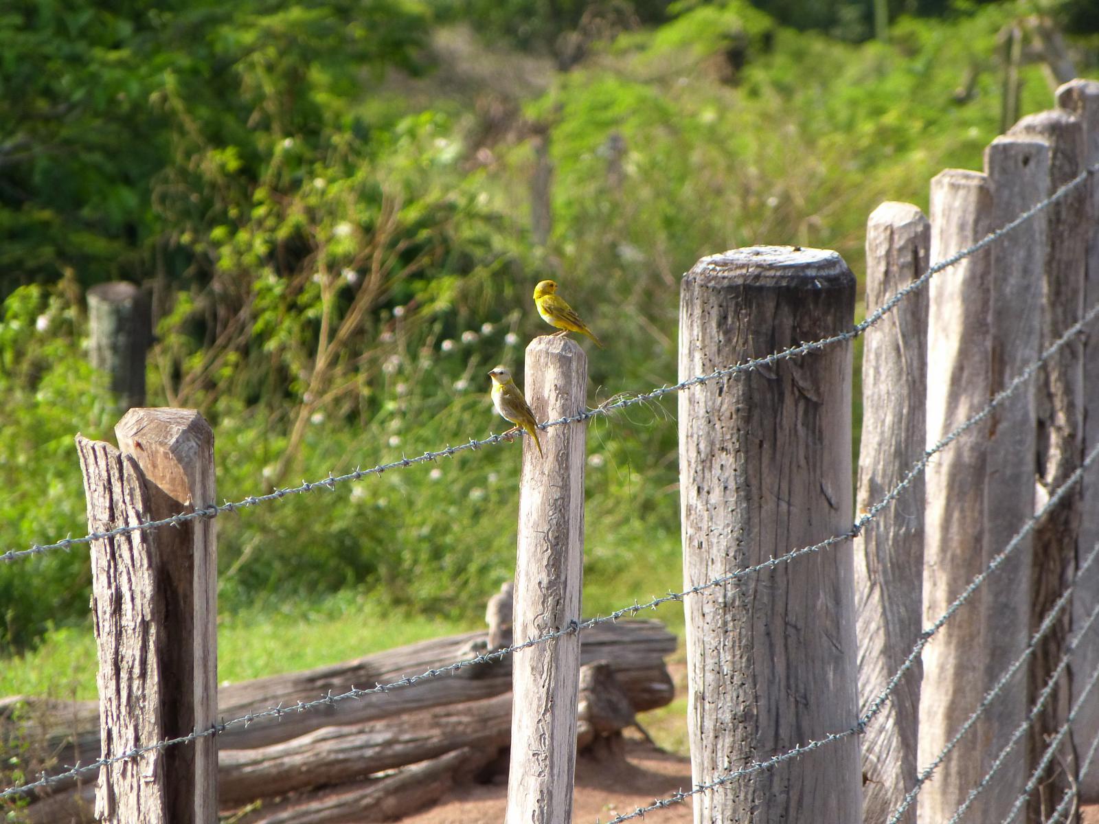 Dos pajaritos canarios sobre una cerca de alambre