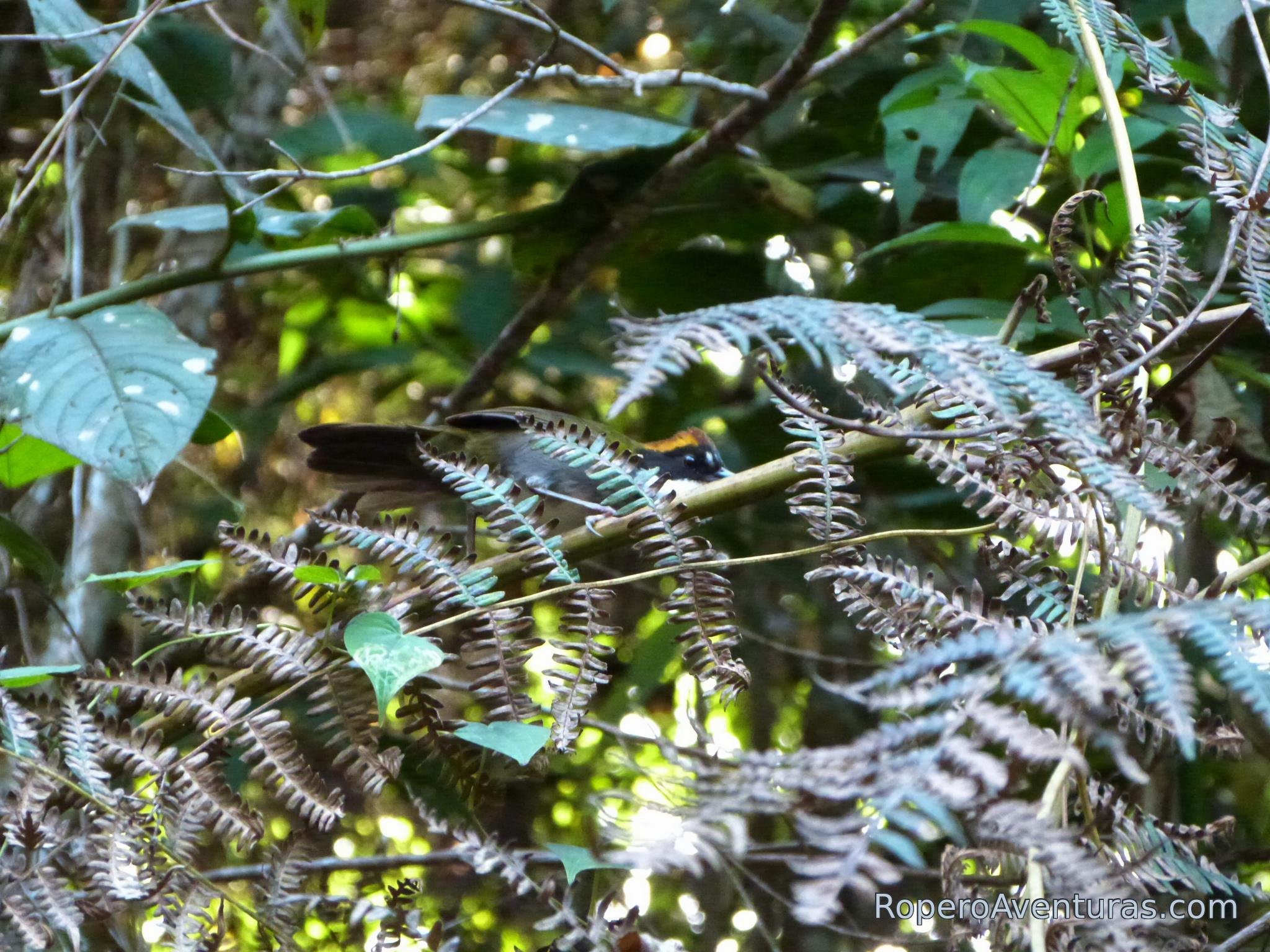 Pinzón entre la vegetación del bosque húmedo.
