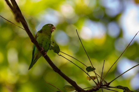 Periquito o cotorro sobre una rama con vegetación de fondo