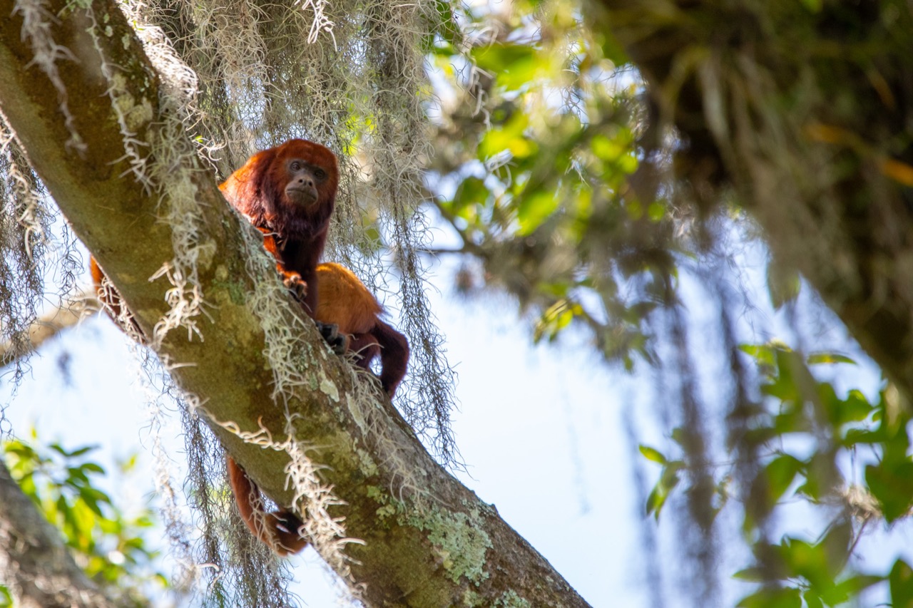 Dos monos trepados a un árbol