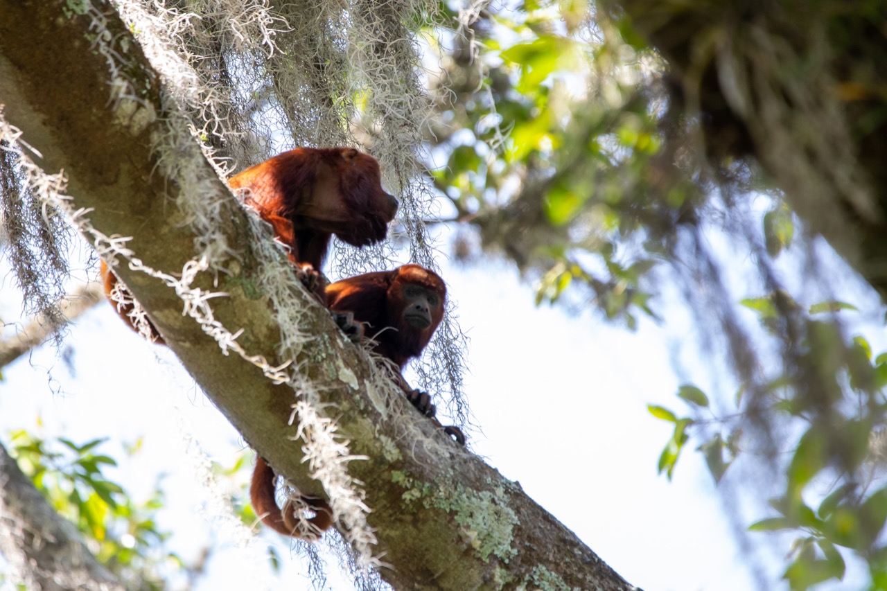 Dos monos trepados a un árbol