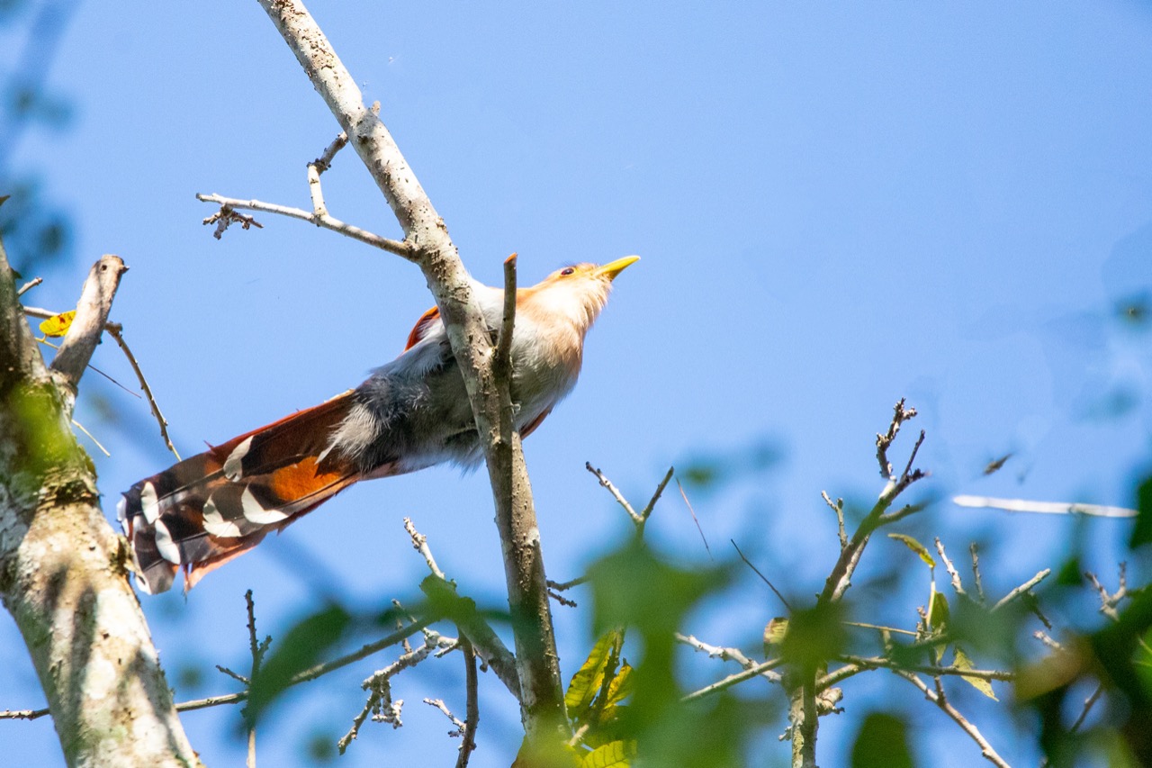 Pájaro ardilla visto desde su parte inferior con mucha luminosidad