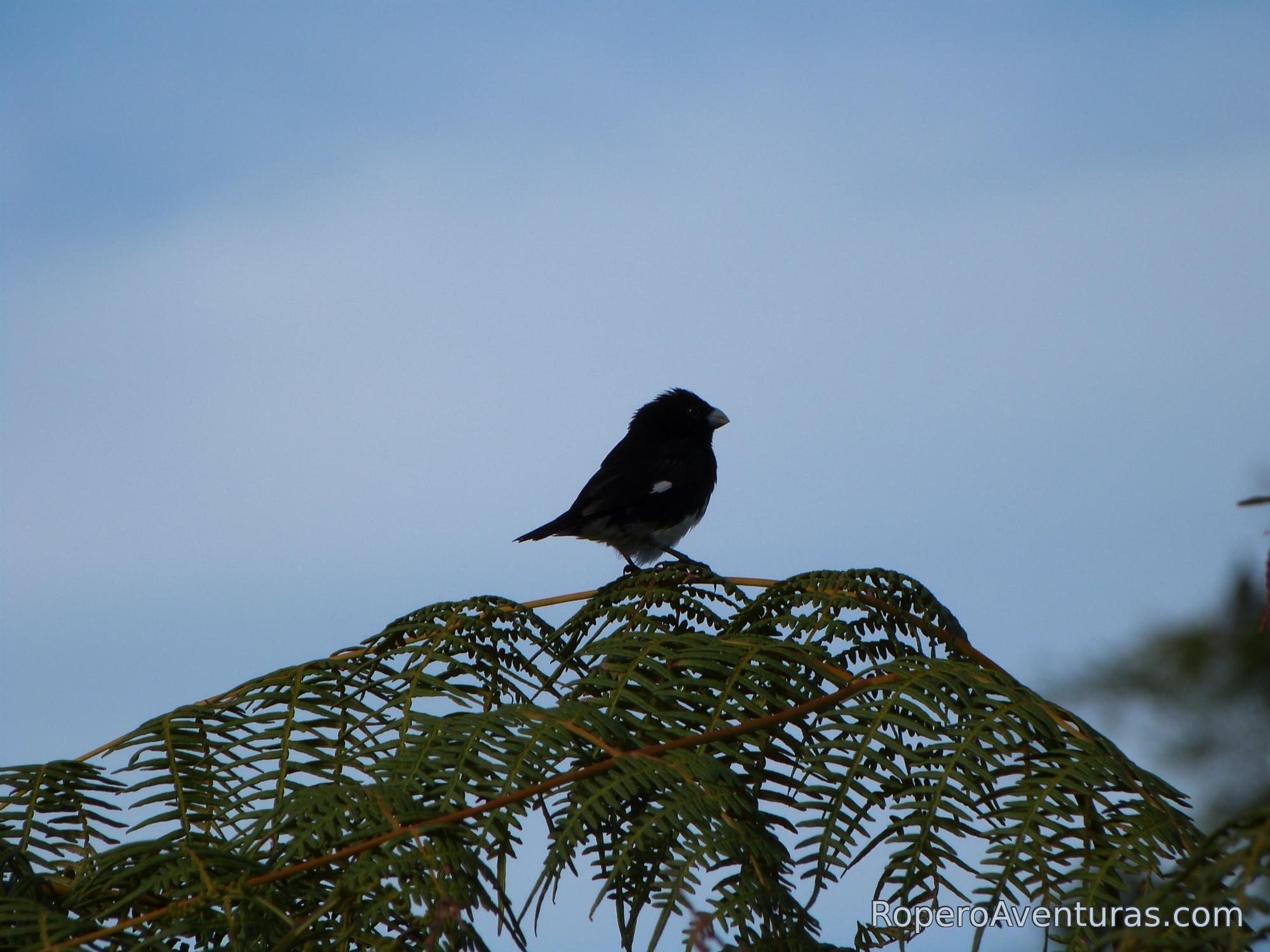 Primer plano de un pájaro negro y blanco sobre una hoja de helecho.