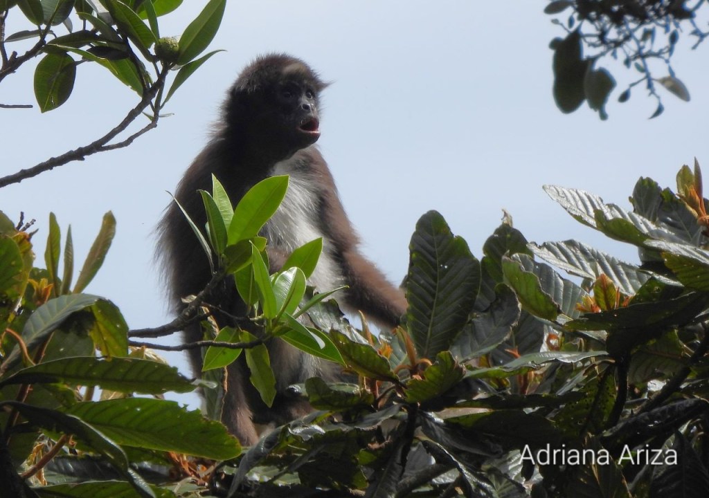 Mono araña sentado en la copa de un árbol.