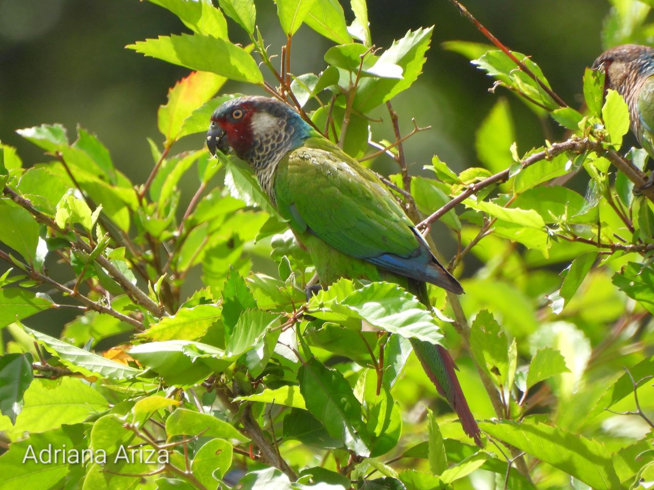 Cotorra posada sobre una rama comiendo flores.