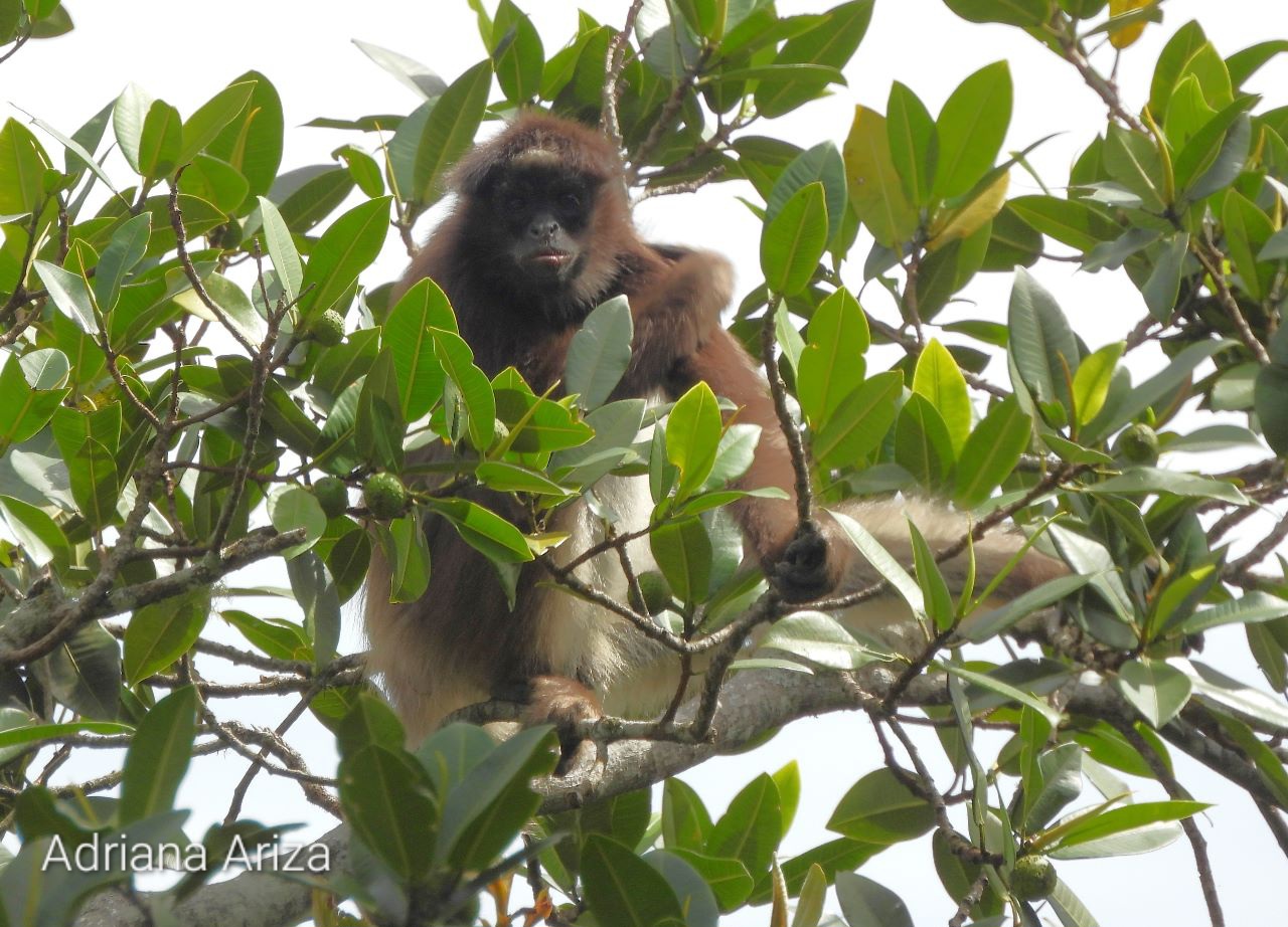 Mono araña sentado en la copa de un árbol.