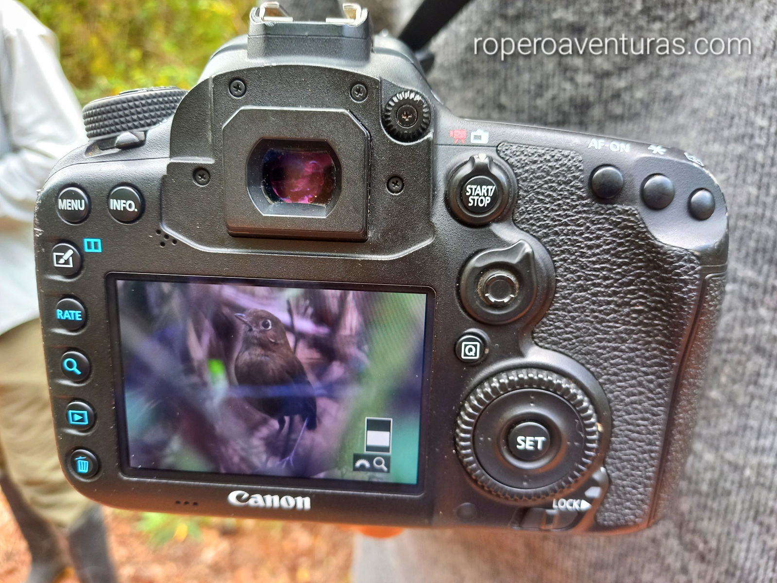 Fotografía de un ave grallaria endémica.