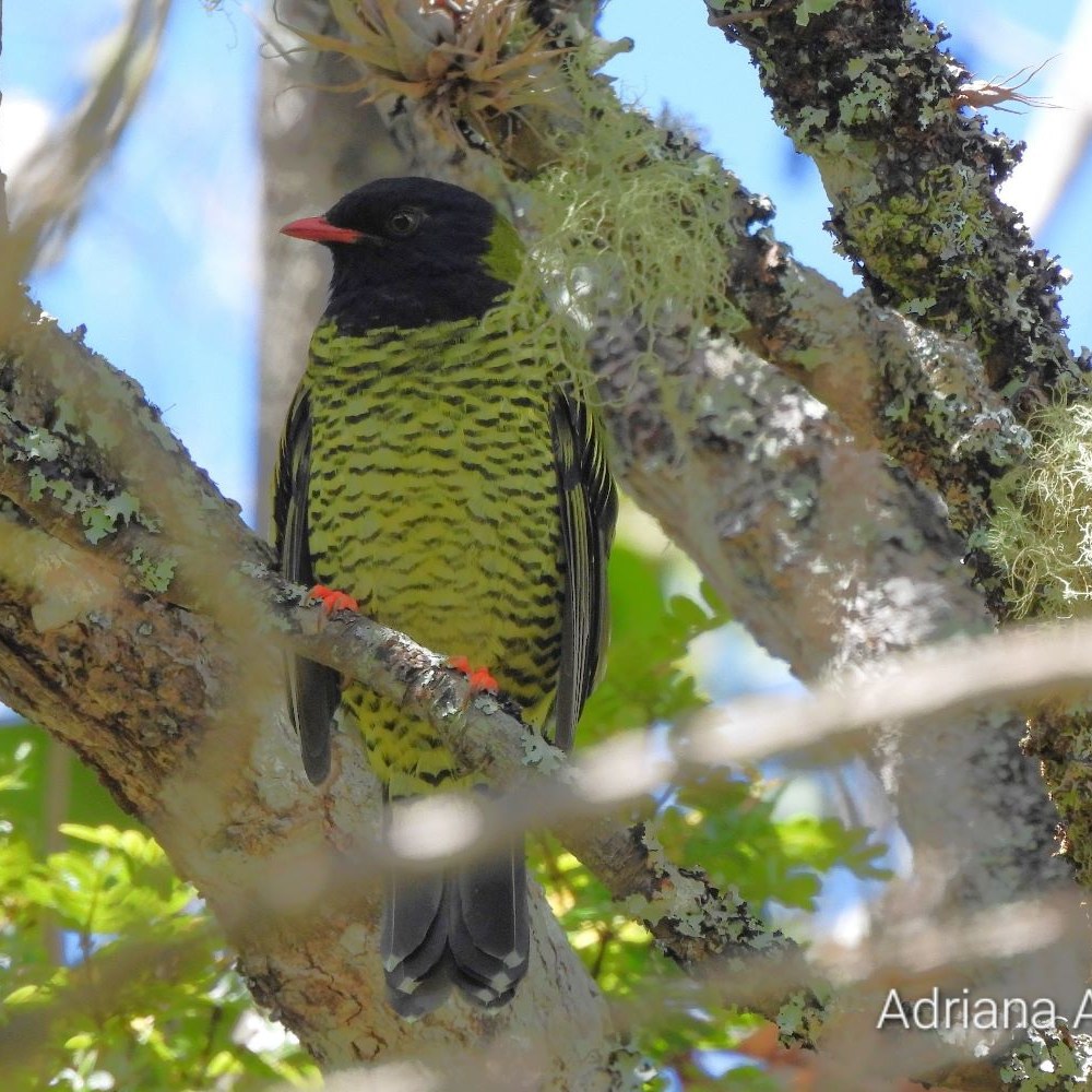 Pájaro amarillo, negro y marrón entre las ramas de un árbol.