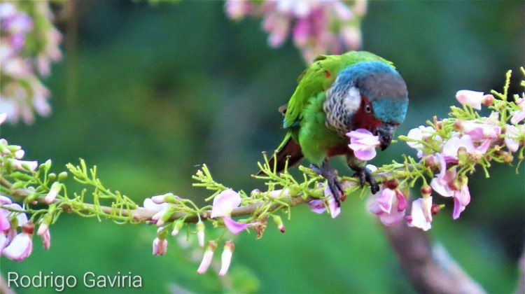 Cotorra verde, azul, blanca y roja comiendo flores.