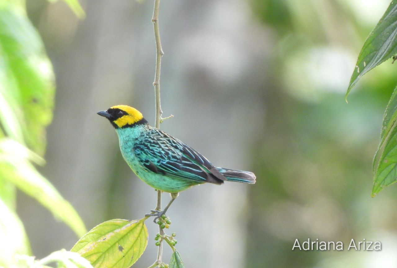 Pájaro azul, negro y amarillo, posado sobre una delgada rama colgante.