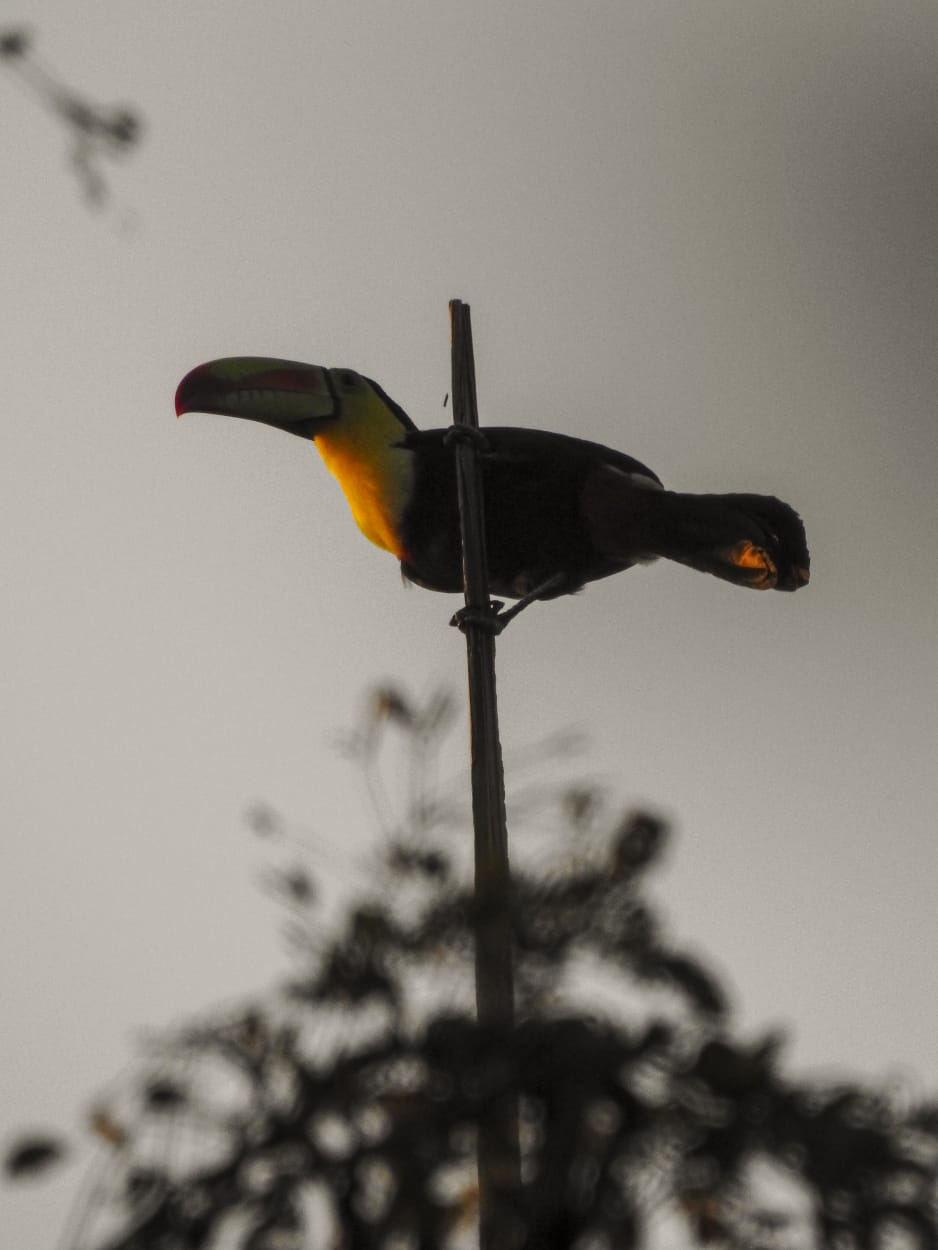 Un tucán posado sobre una vara larga.