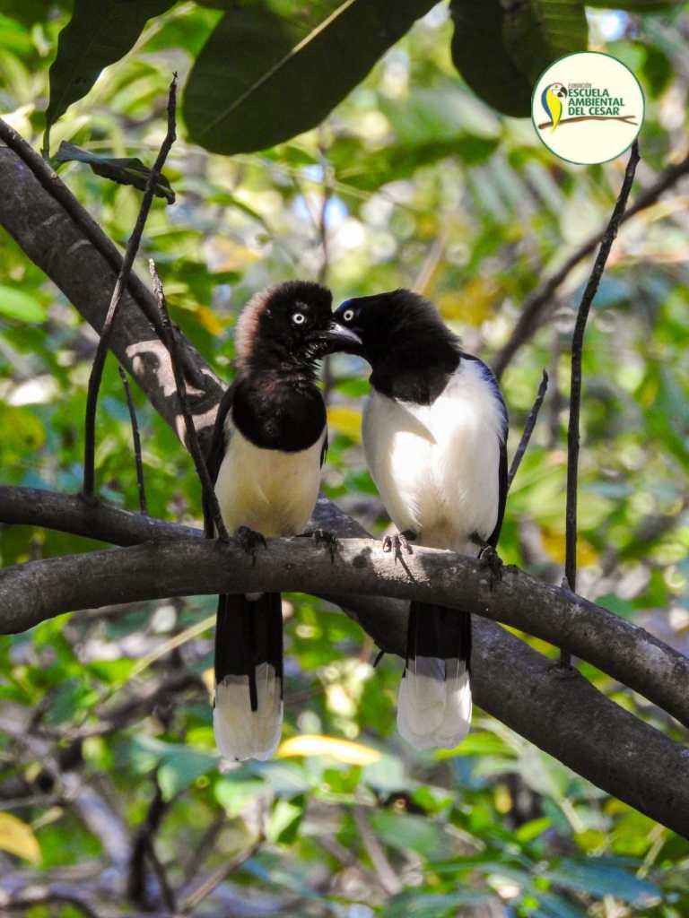 Pareja de cuervos blancos acicalándose en el bosque seco del Caribe colombiano.