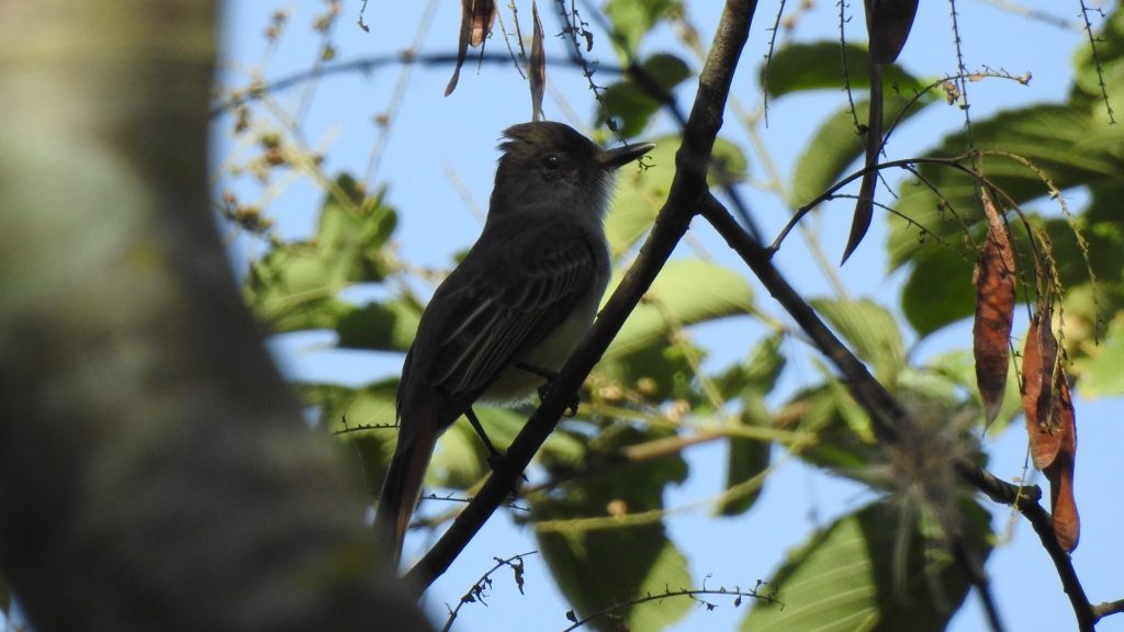 Atrapamoscas en segundo plano entre las ramas de un árbol.