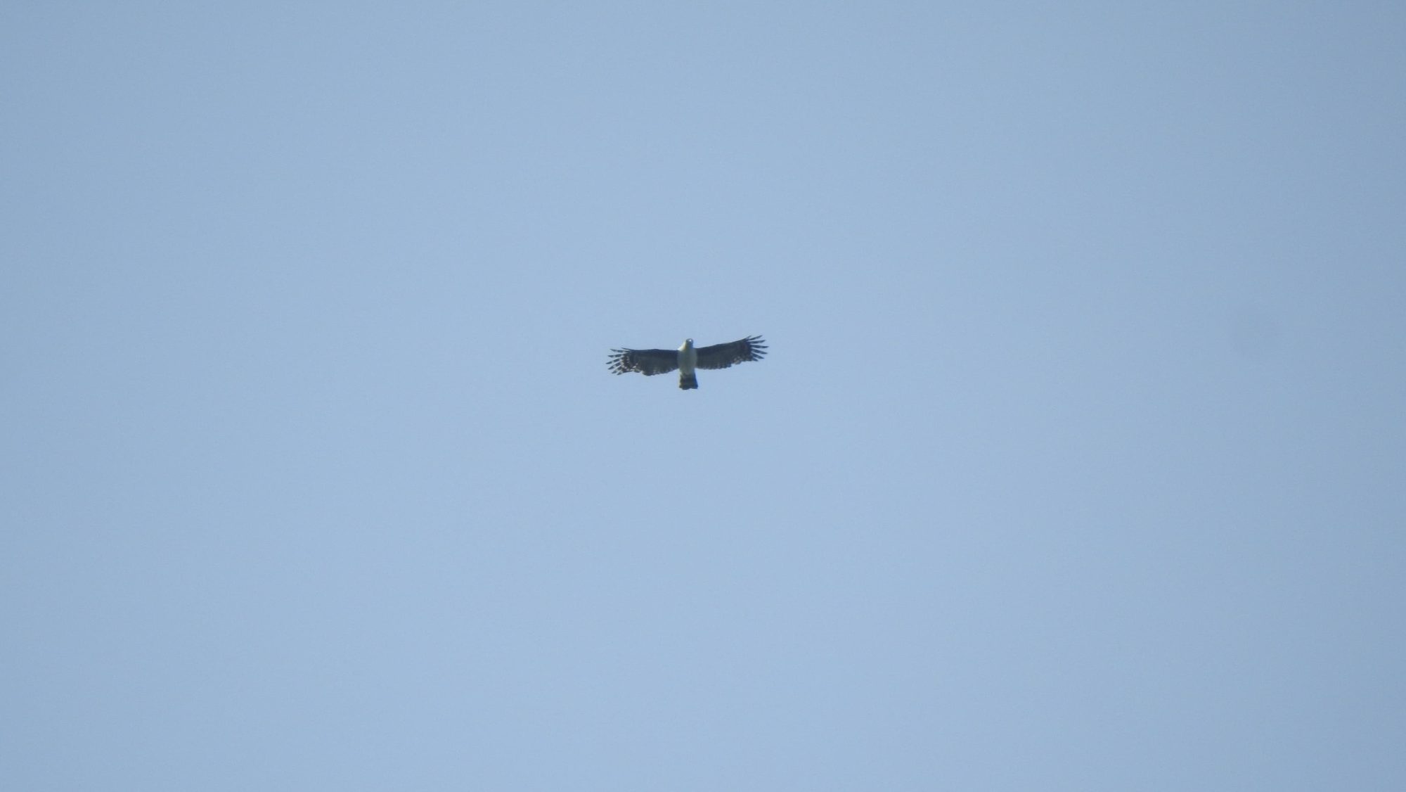 Aguila gris sobrevolando el cielo.
