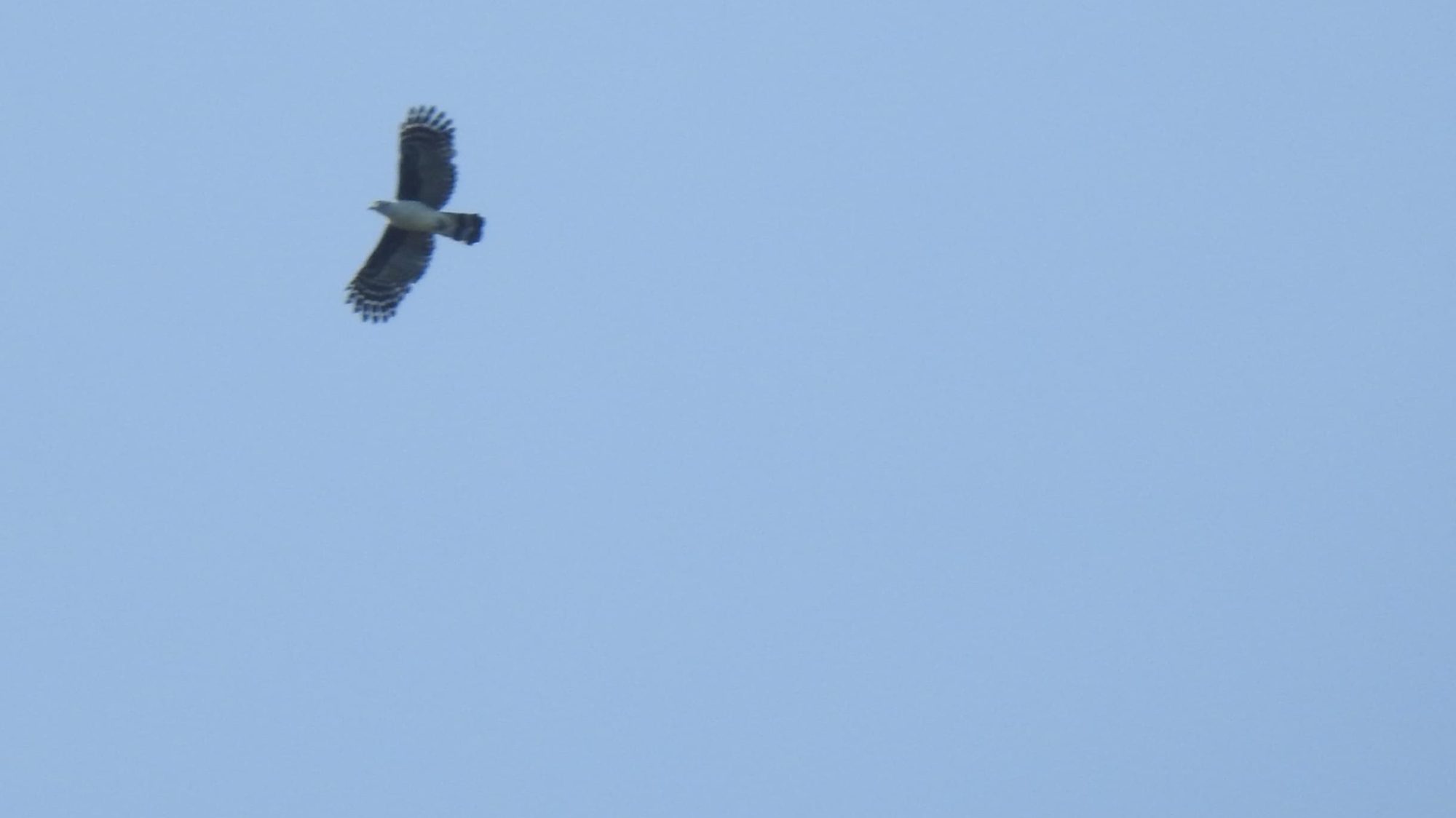 Águila gris sobrevolando el cielo.