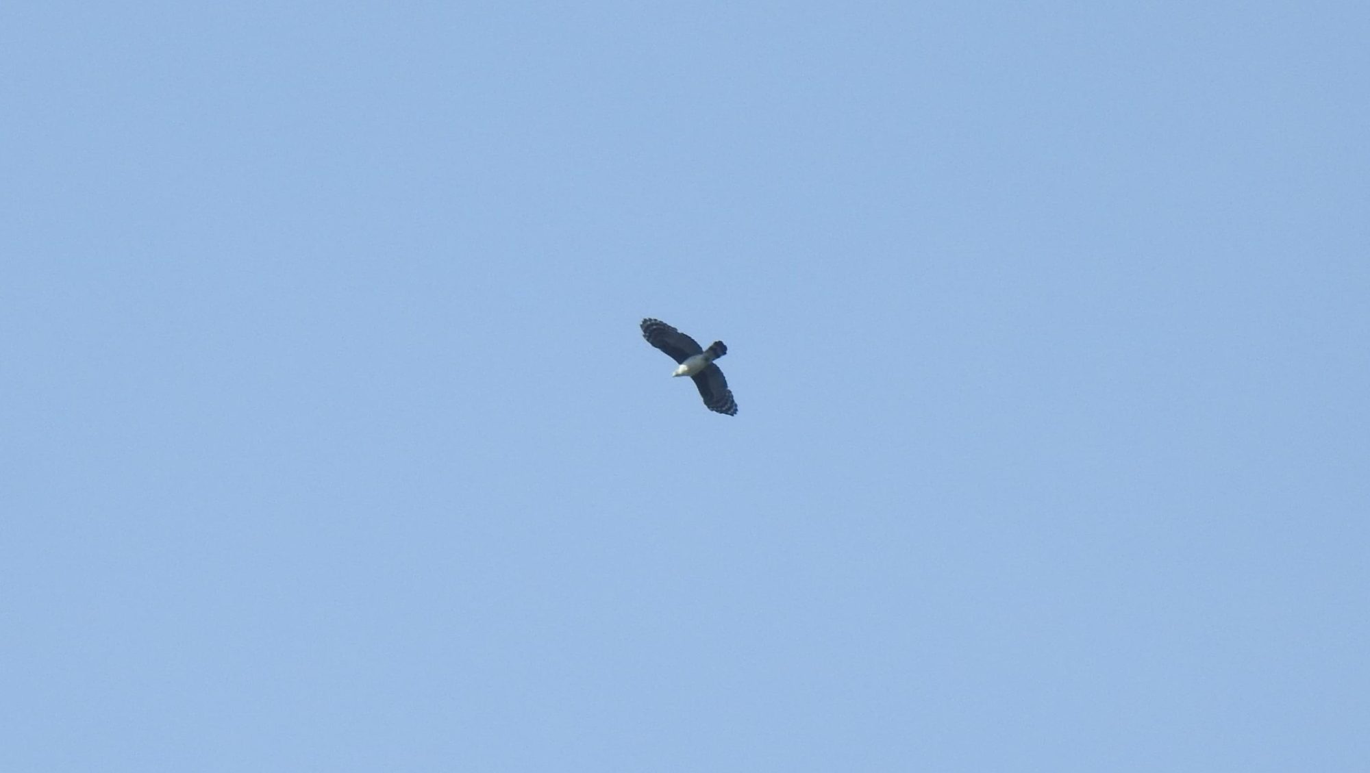 aguililla gris sobrevolando el cielo.