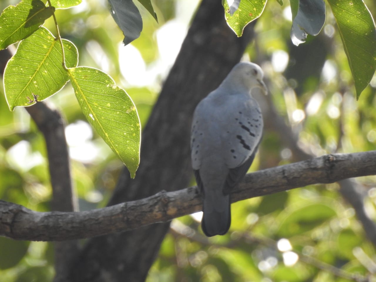 Paloma gris azulada posada sobre una rama en el bosque.
