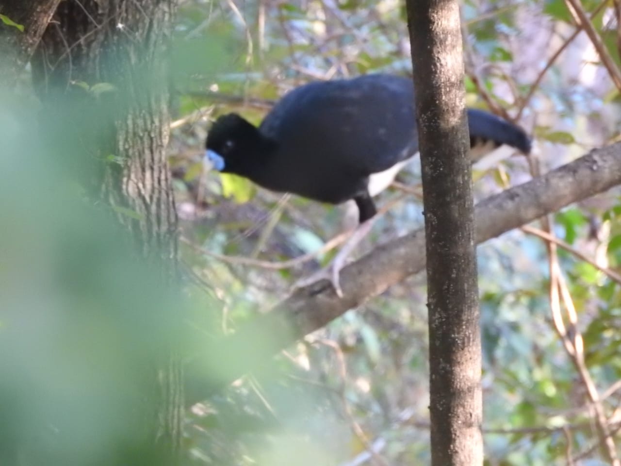 Ave negra grande entre el denso bosque tropical.