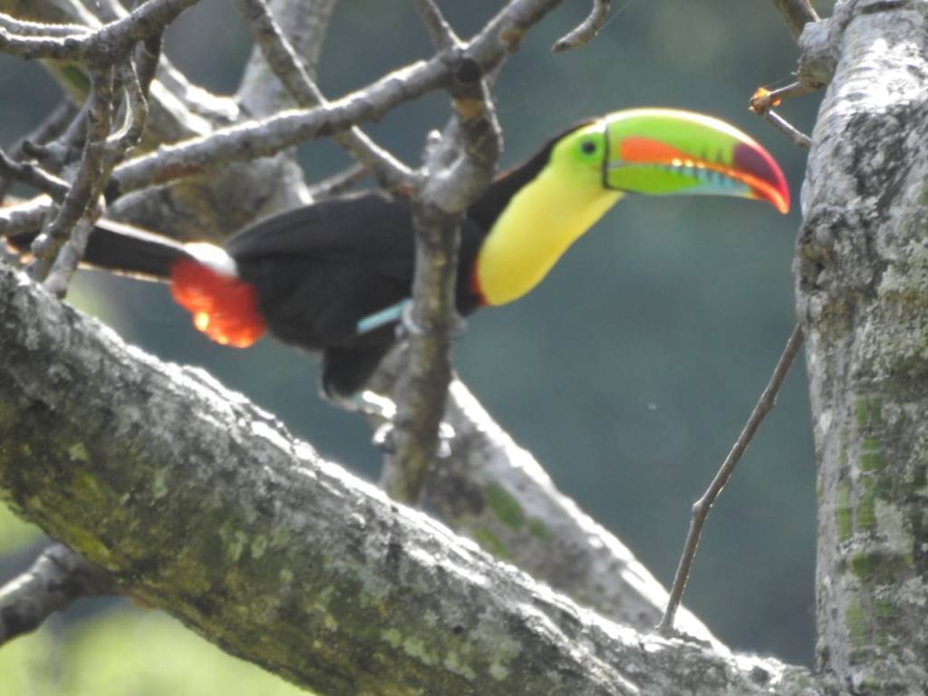 Tucán posado sobre una rama sin hojas.