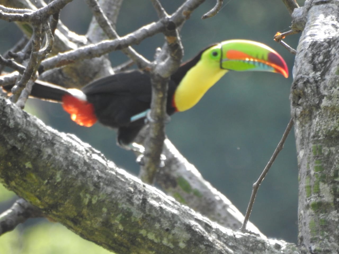 Tucán posado sobre una rama sin hojas.