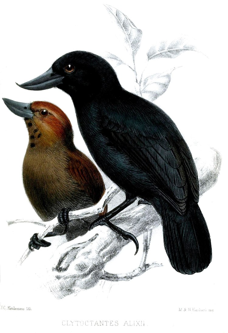 Ilustración de una pareja de pájaros macho negro y hembra marrón