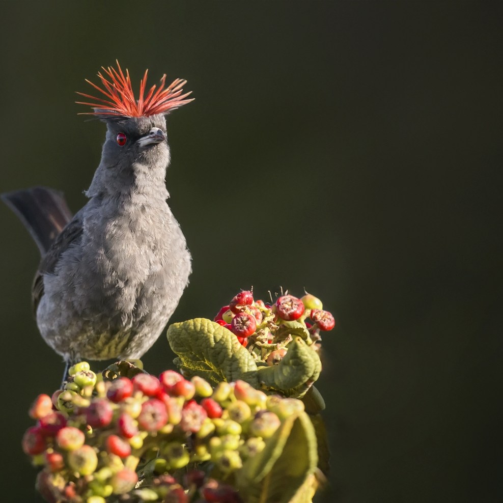 Pájaro gris de cresta roja sobre un arbusto de páramo con flores y frutos verdes