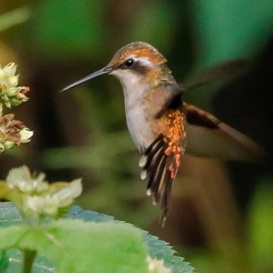 Colibrí blanco y verde volando sobre una flor con fondo verde difuminado