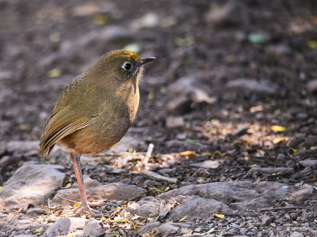 Amigos pajareros nos comparten sus&nbsp;fotos