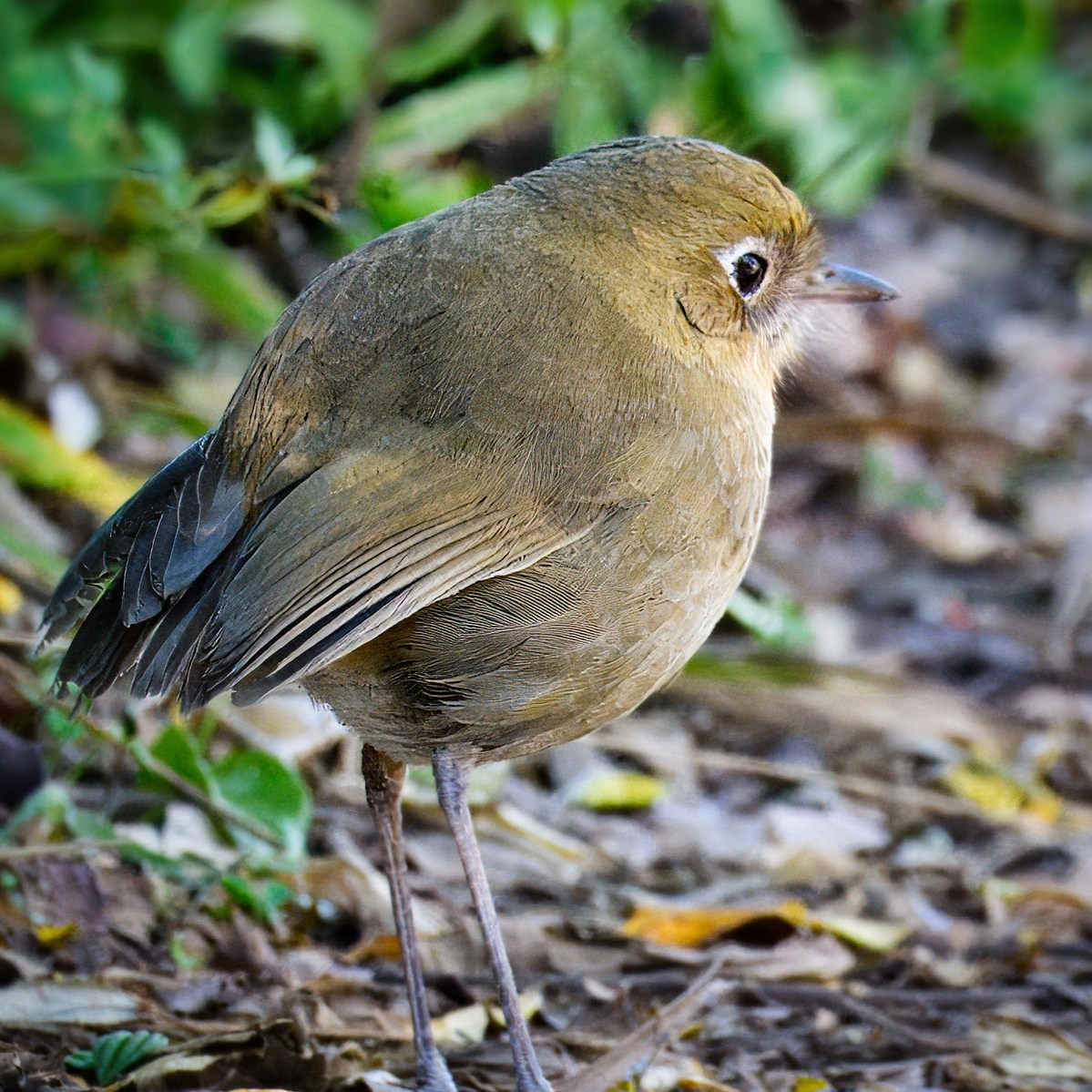 Pájaro tororoi caminando por un sendero húmedo con hojas verdes