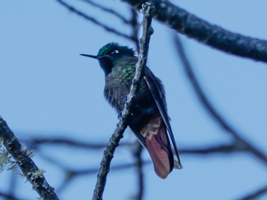 Colibrí posado sobre una rama sin hojas con el cielo azul en segundo plano