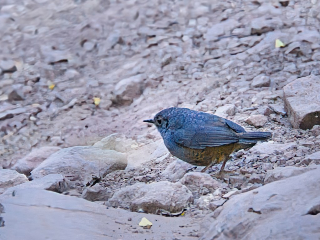 Pájaro tapaculo caminando por un sendero rocoso