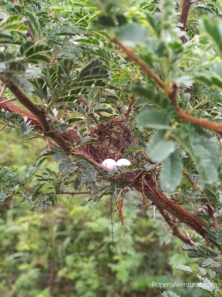 Pequeño Nido con dos huevos en un árbol