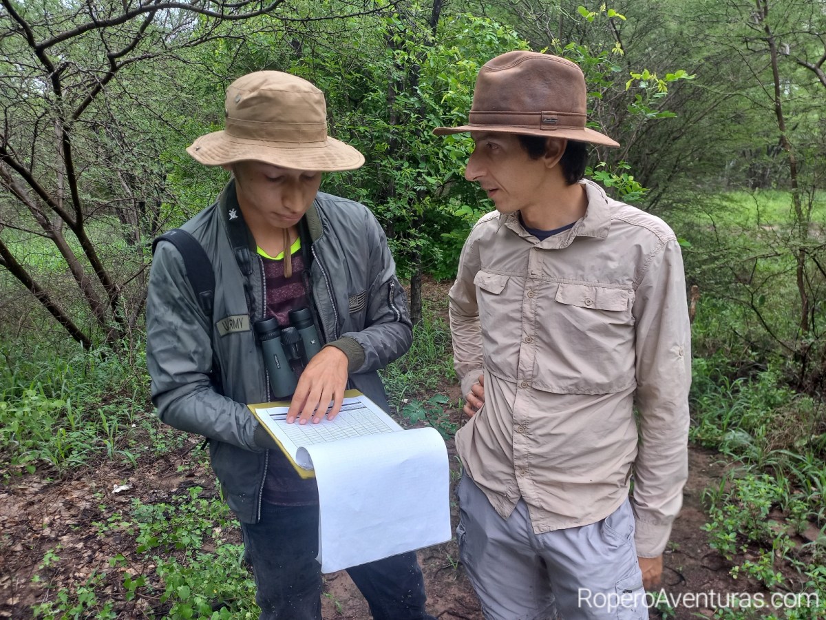 Conociendo la Inezia tenuirostris, el atrapamoscas más pequeño de&nbsp;Suramérica
