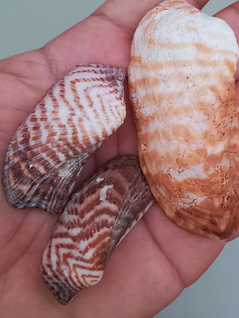 Primer plano de tres ostras sostenidas sobre una mano.