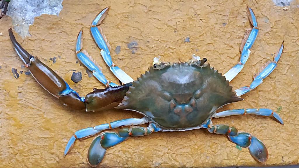 Cangrejo azul sobre la arena, le falta la tenaza derecha.