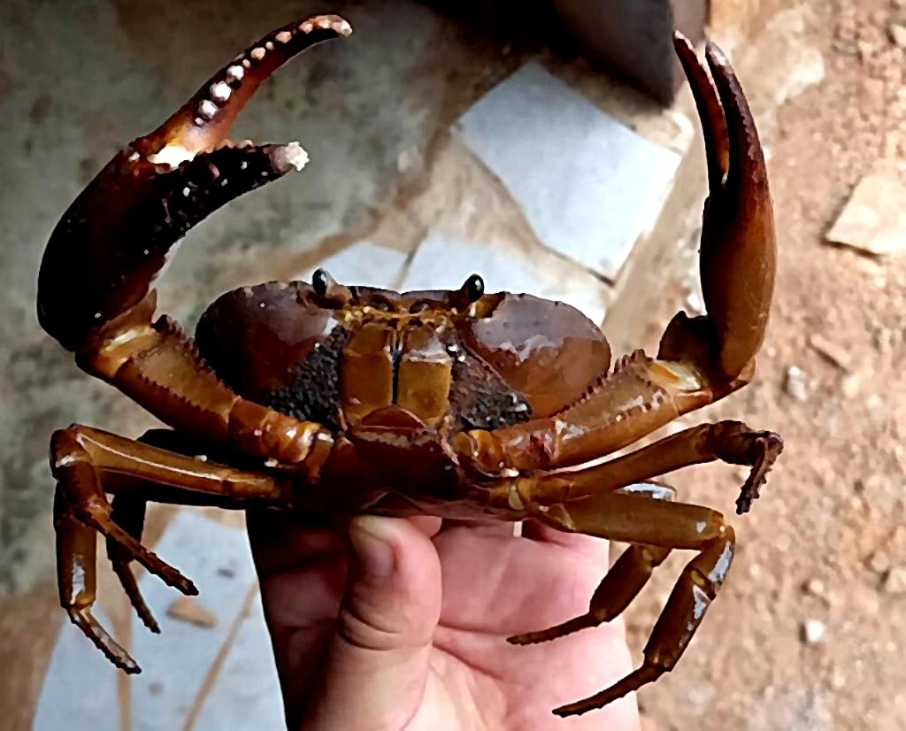 Cangrejo grande de agua dulce sotenido con la mano.
