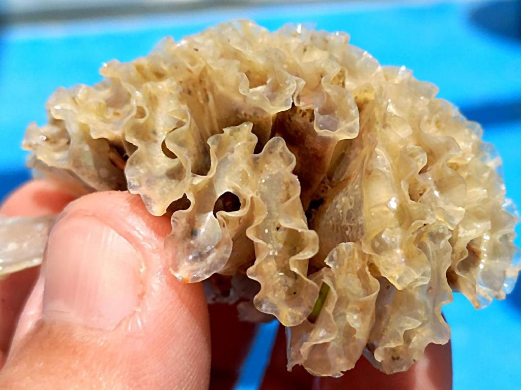 Primer plano de un caracol con forma de alga o lechuga, sostenido entre los dedos.