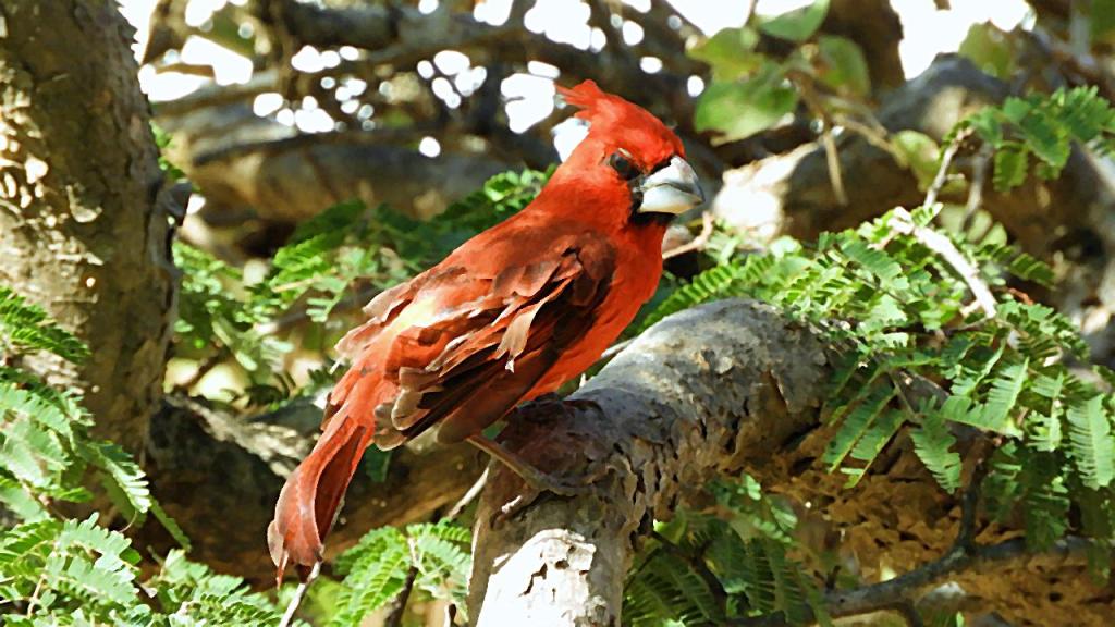 Itinerario de educación ambiental en Riohacha: biodiversidad, historia y etnia&nbsp;wayuú