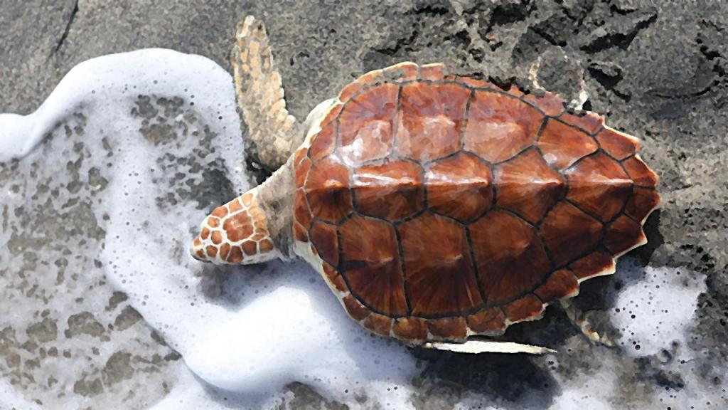 Tortuga caguama en la orilla del mar Caribe.